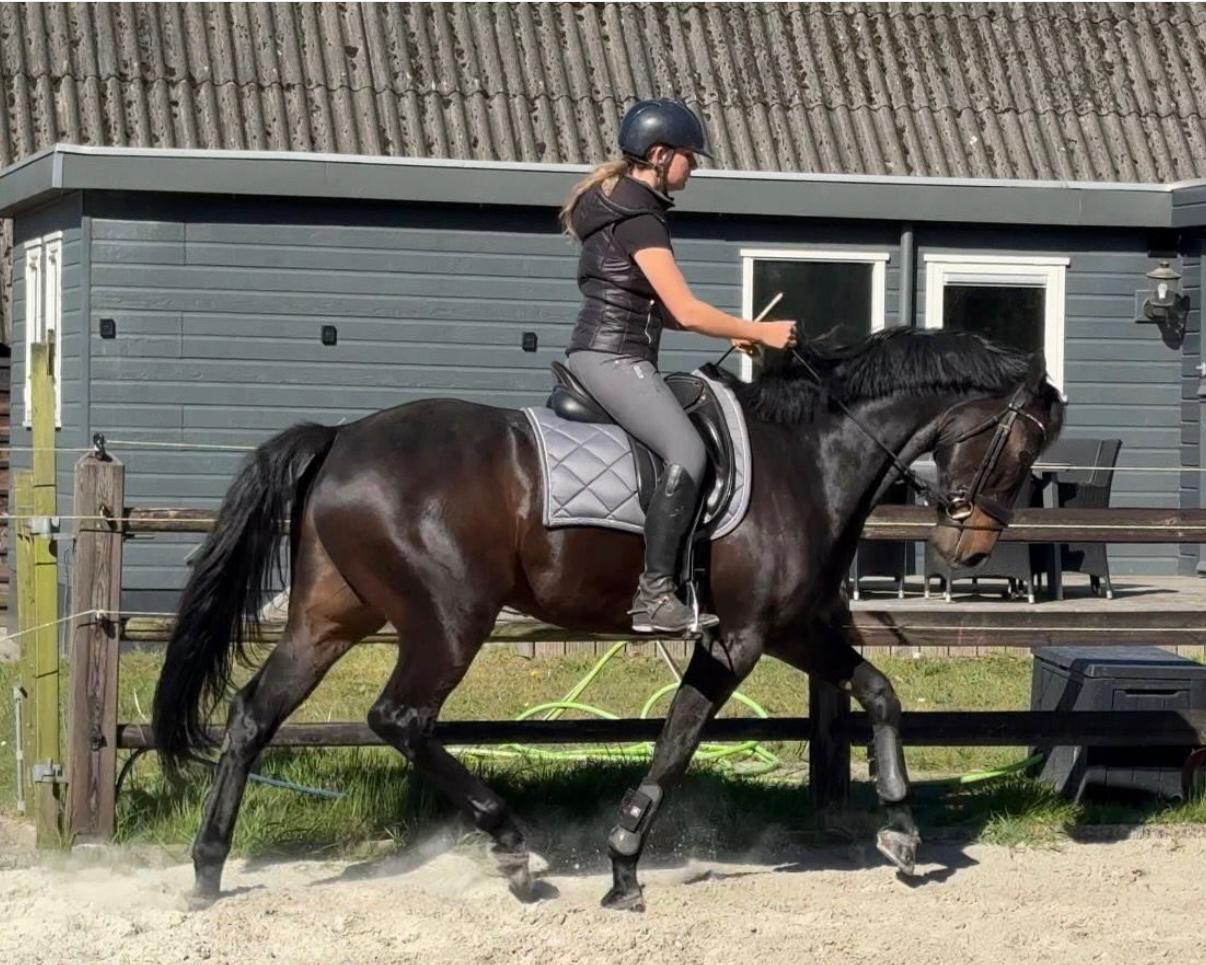 Training onder het zadel